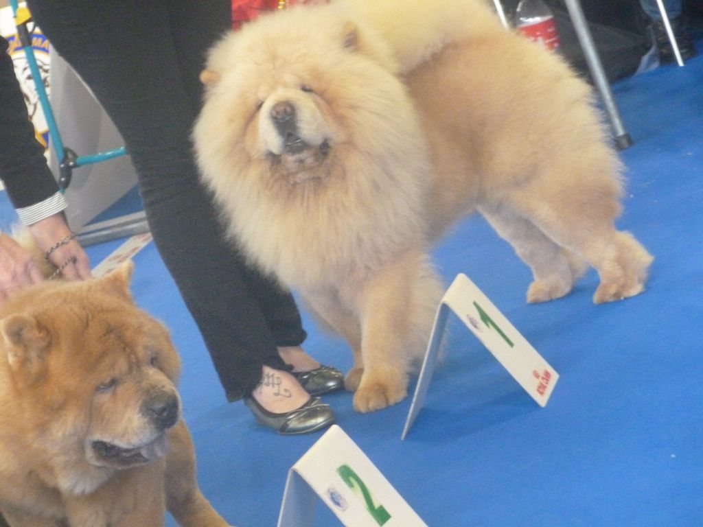 Of Lovely Blueberries - Exposition Canine Internationale d'Angers 25 mars 2018