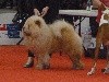  - Exposition Canine Internationale de Limoges (8 avril 2018)