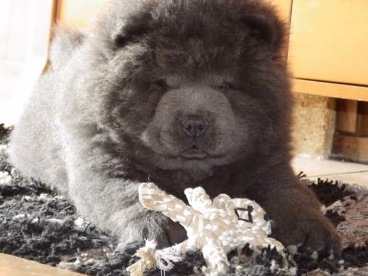 chiot Chow Chow Of Lovely Blueberries