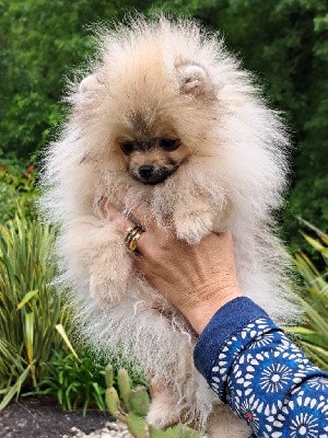 Valentino Of Lovely Blueberries 