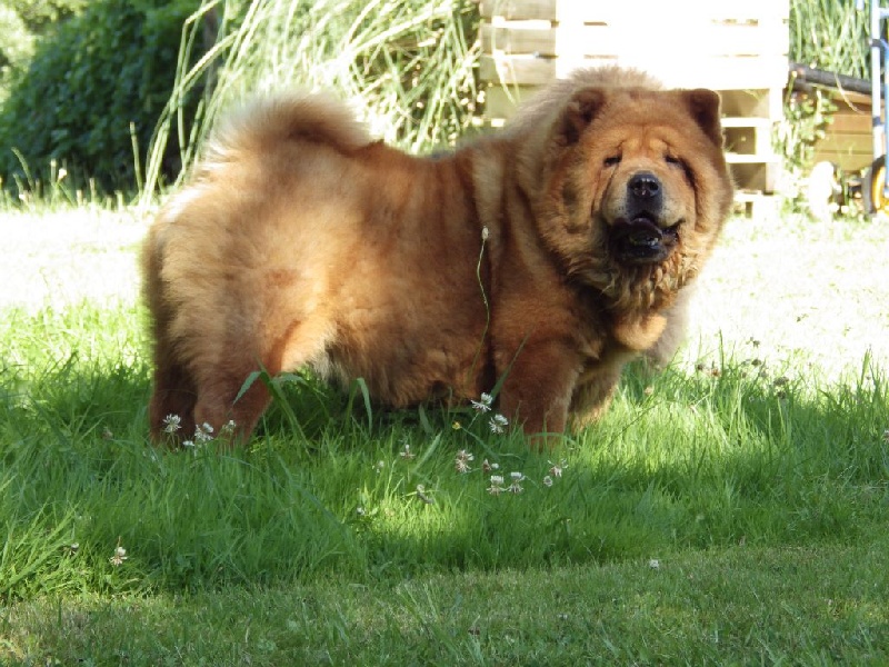 Ichiyo (dite ponyo) de l'Oeil du Cyclone
