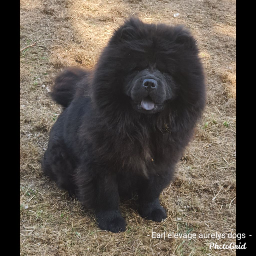 Osiris Of Lovely Blueberries