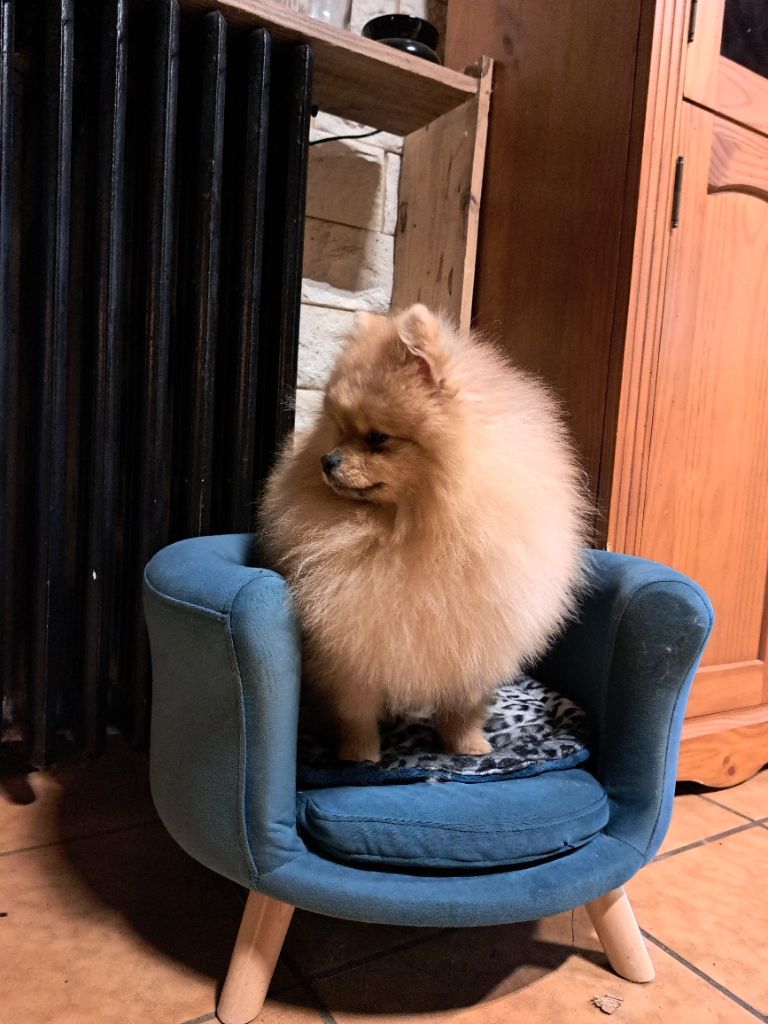 Victor Of Lovely Blueberries