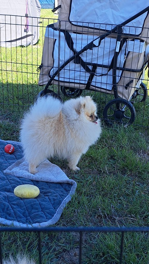 Valentino Of Lovely Blueberries