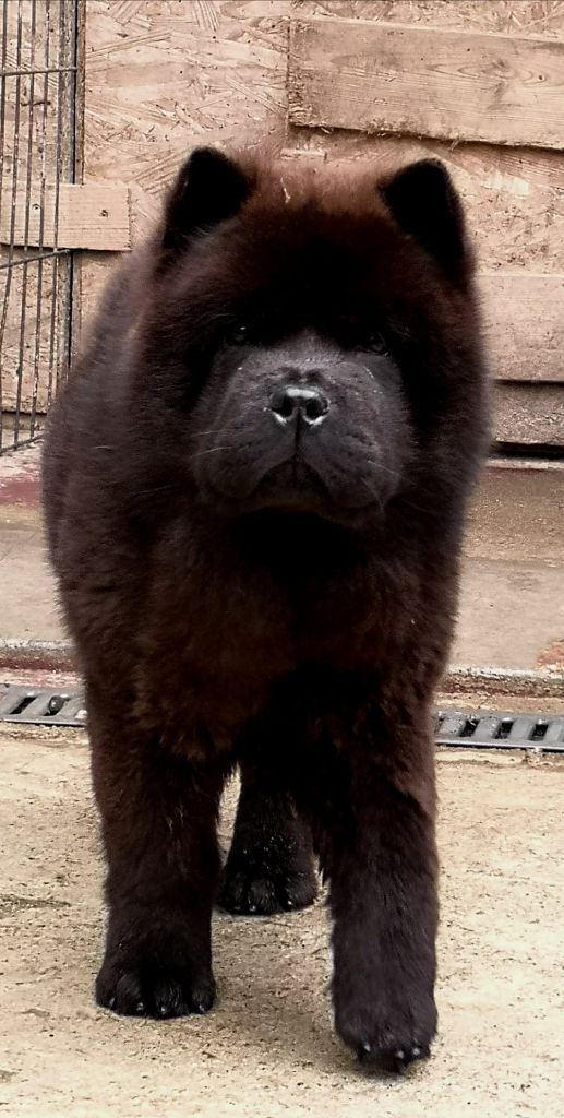 Of Lovely Blueberries - Bébé chow chow disponible