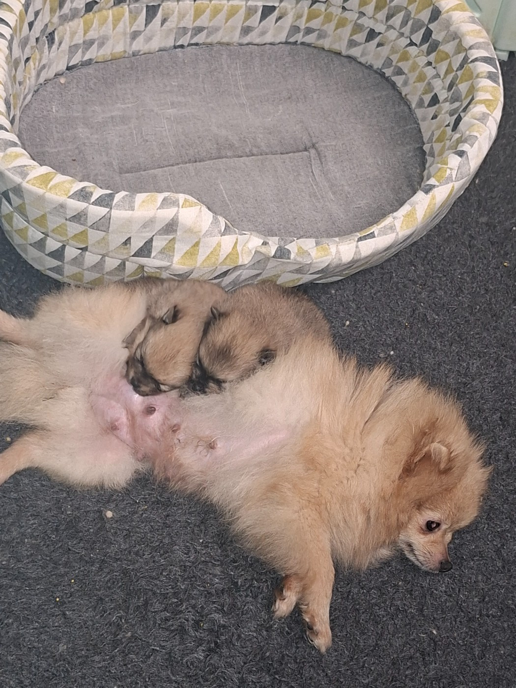 Of Lovely Blueberries - Chiots disponibles - Spitz allemand