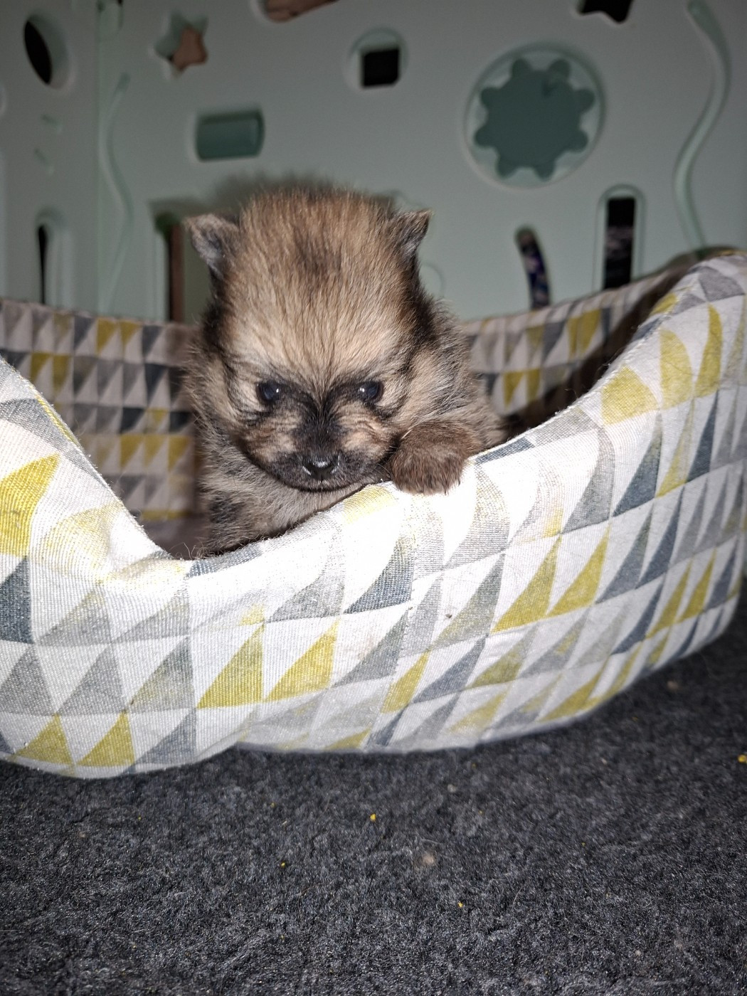 Of Lovely Blueberries - Chiots disponibles - Spitz allemand