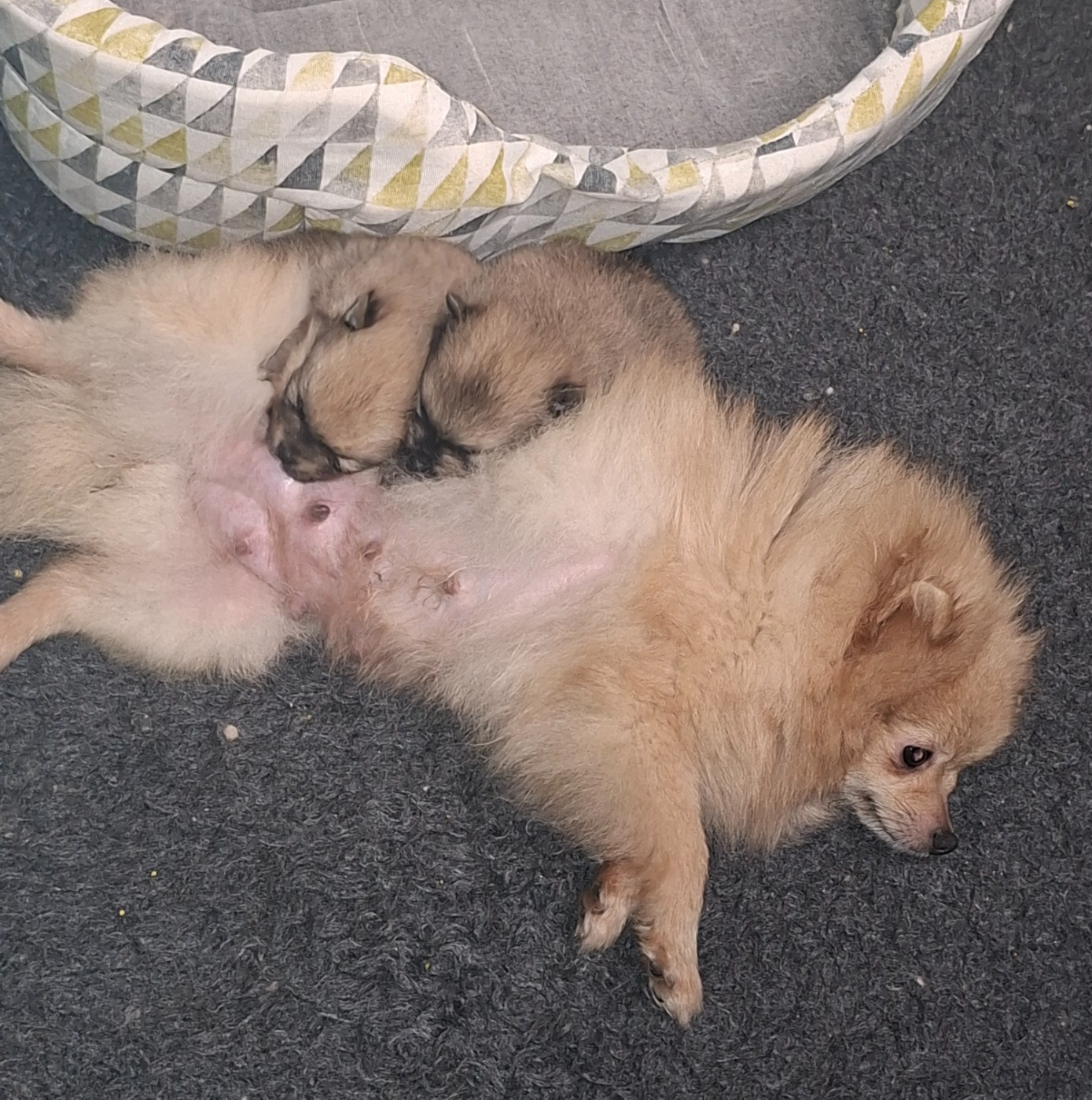 Chiot Spitz allemand Of Lovely Blueberries