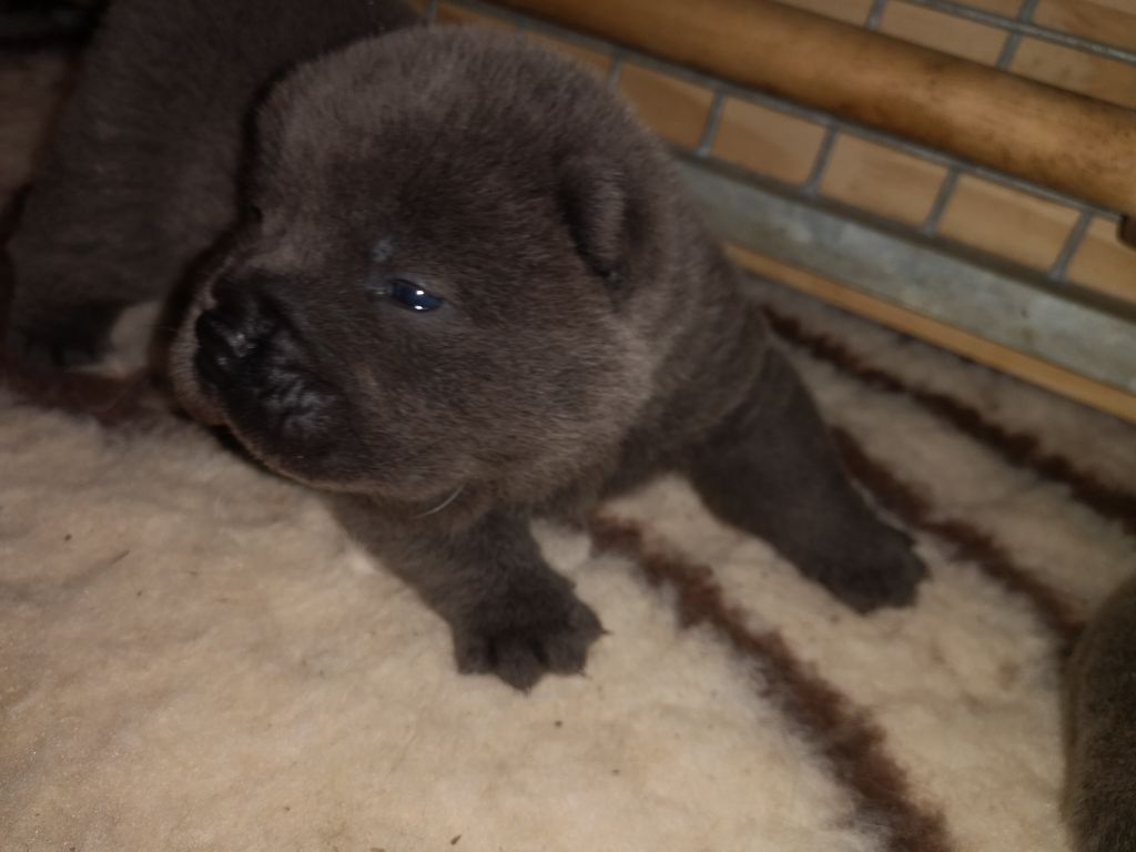 Chiot Chow Chow Of Lovely Blueberries